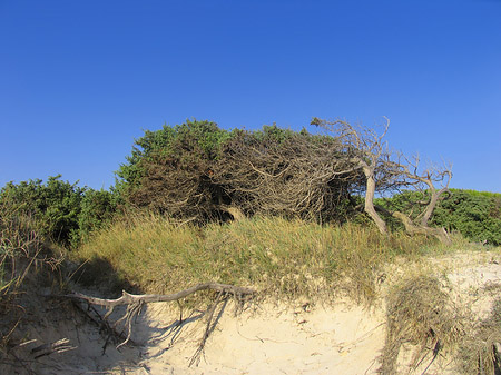 Fotos Blick über die Dünen